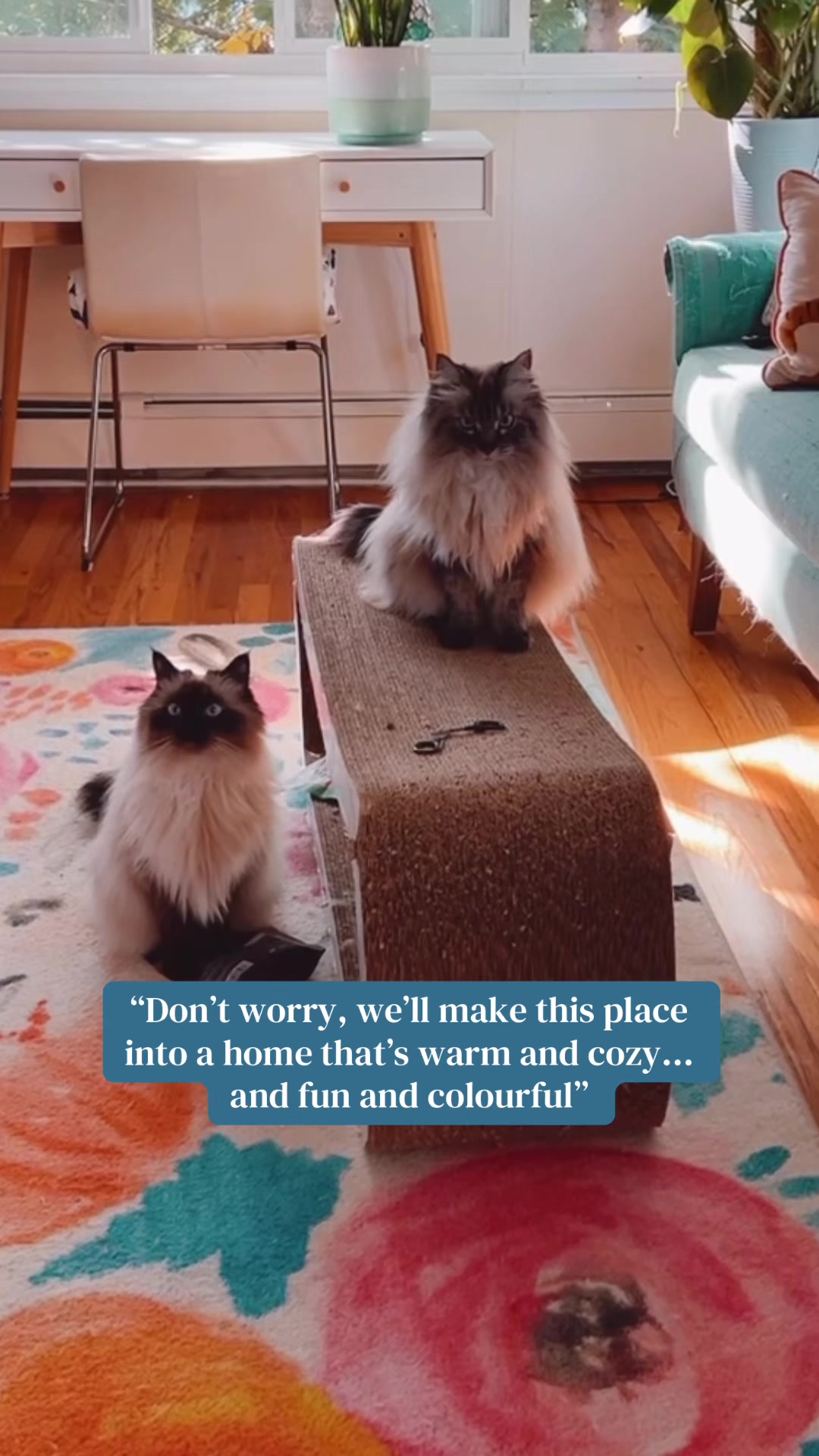 @My Cat Is People 🇨🇦