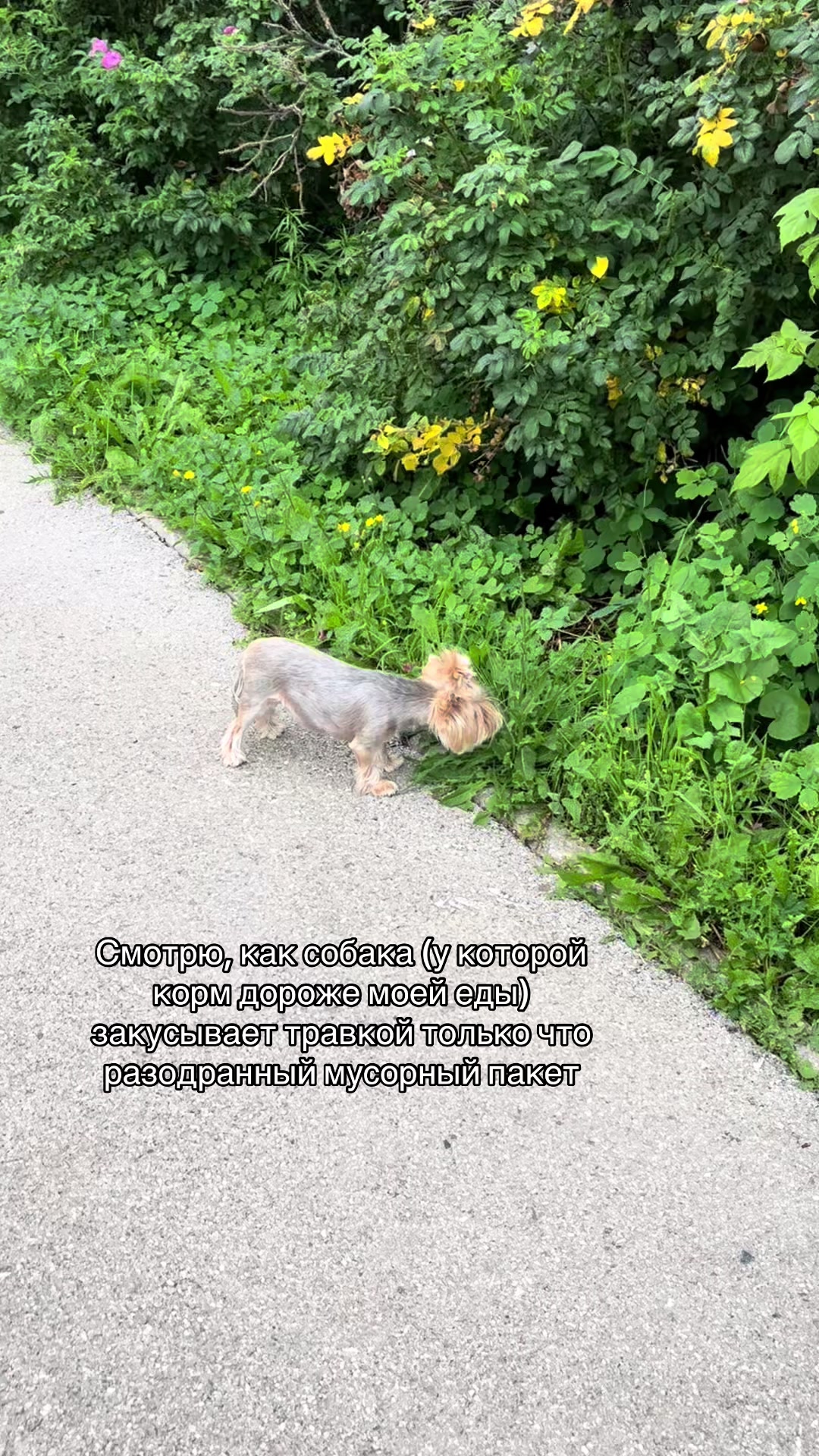 @Викосито