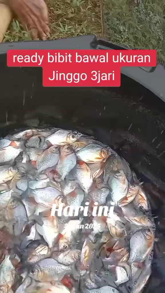 @afdhal koi farm
