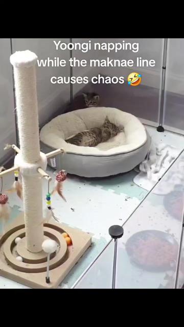 @⟭⟬Tammz ⊙⊝⊜