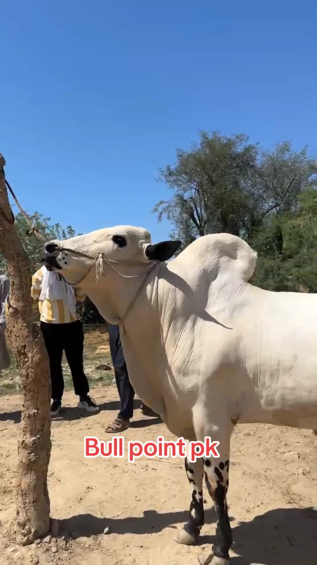 @Bullpointpk_official
