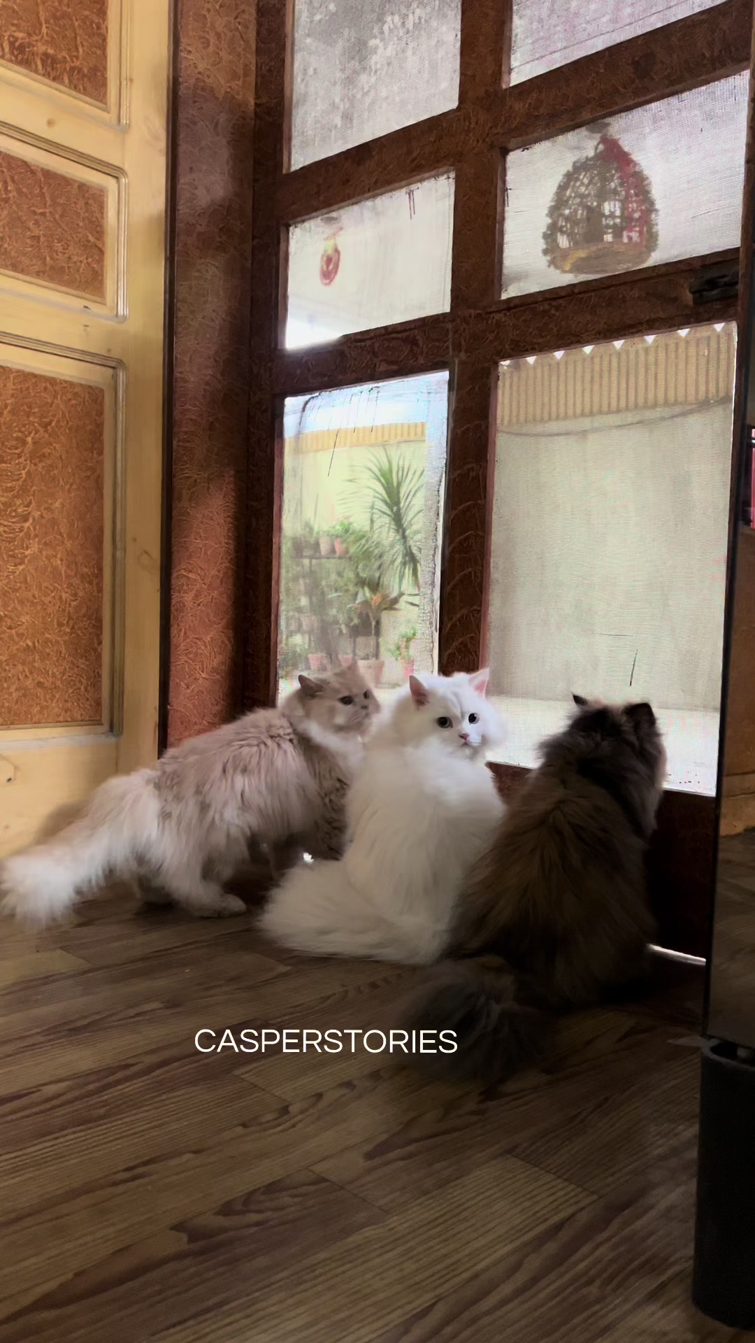 @𝑪𝒂𝒔𝒑𝒆𝒓 & 𝑴𝒊𝒏𝒏𝒊𝒆 🐾