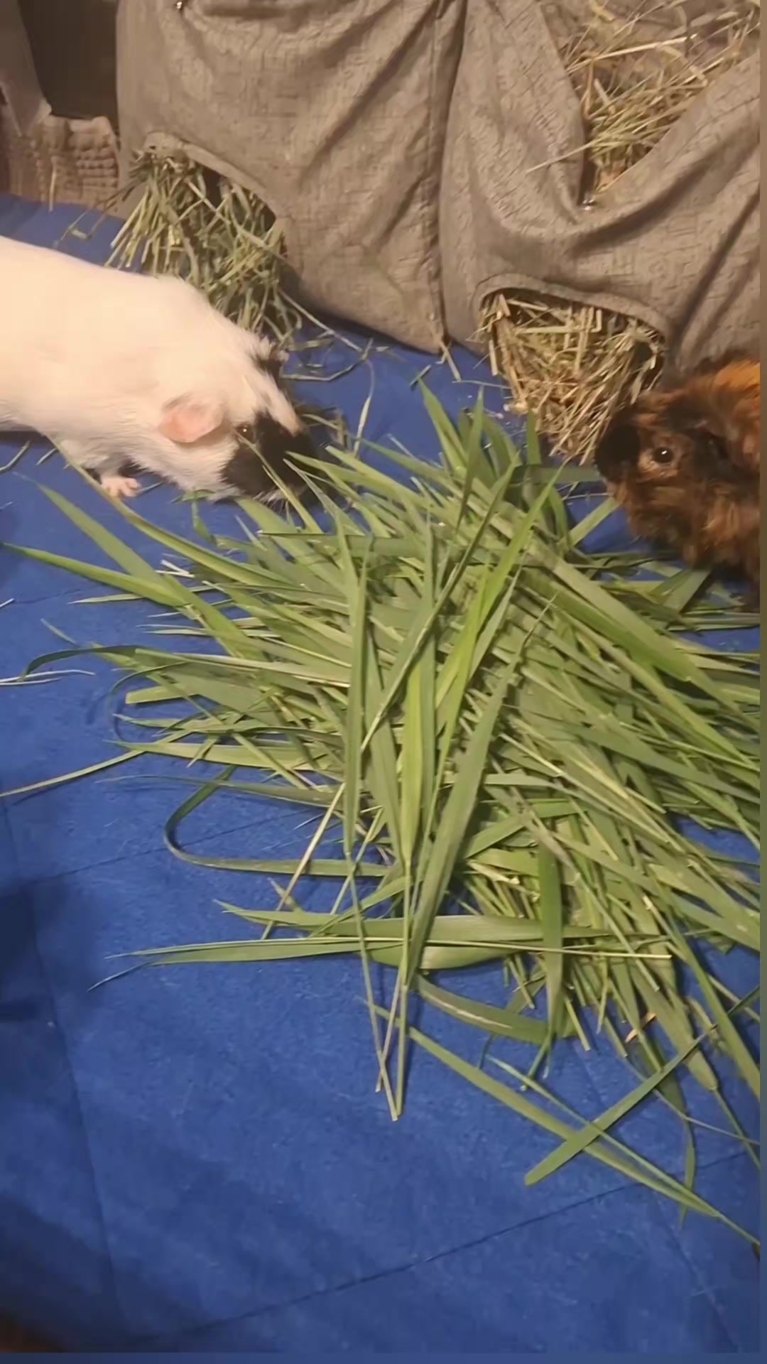 @МАТЬ ДРАКОНІВ🤣