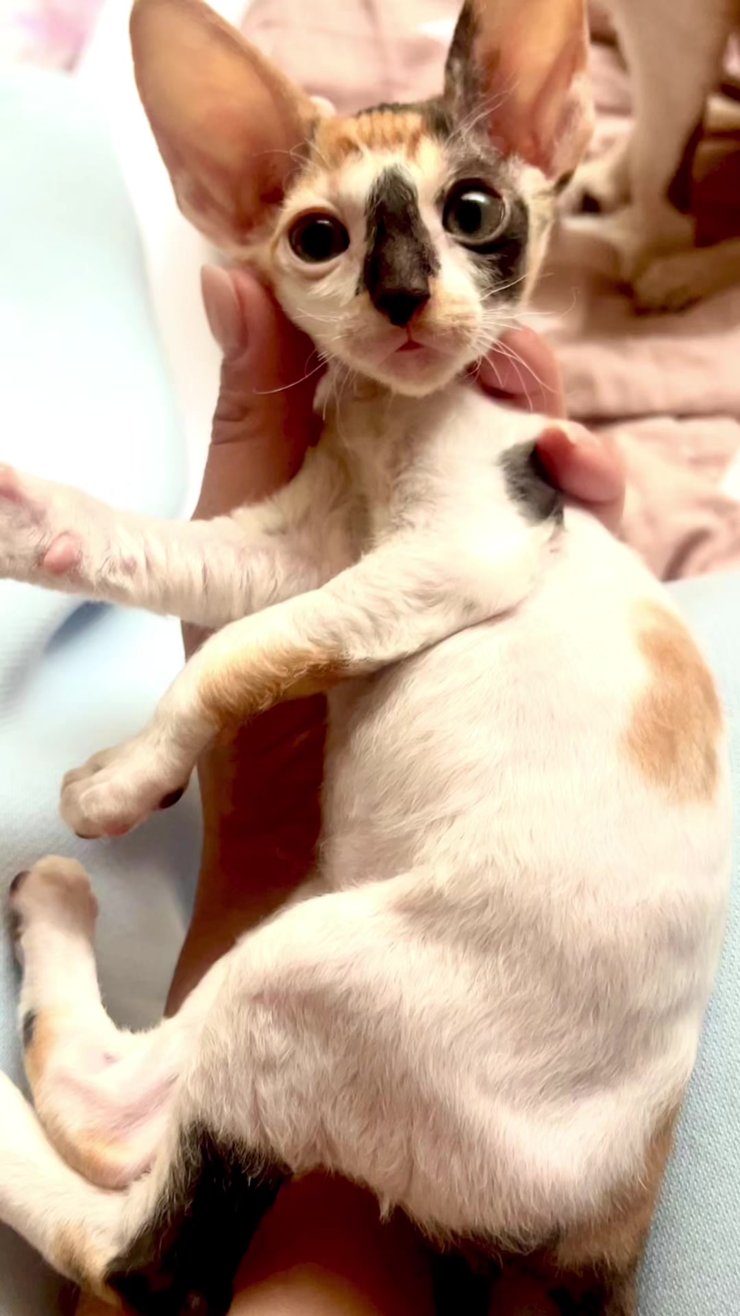 @patimolli_cattery