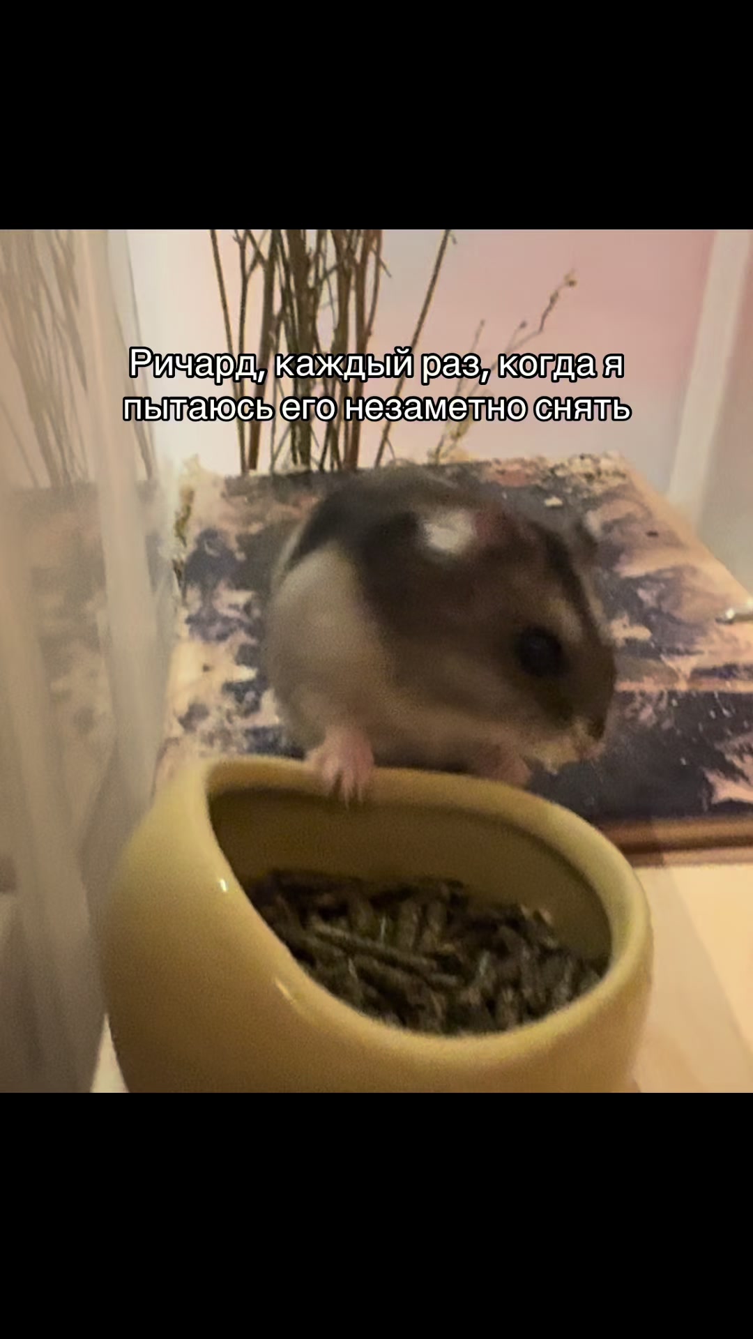 @хомяк Ричард 🐹