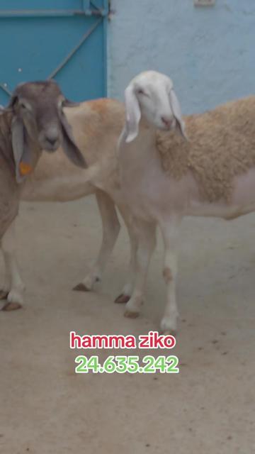 @hamma ziko