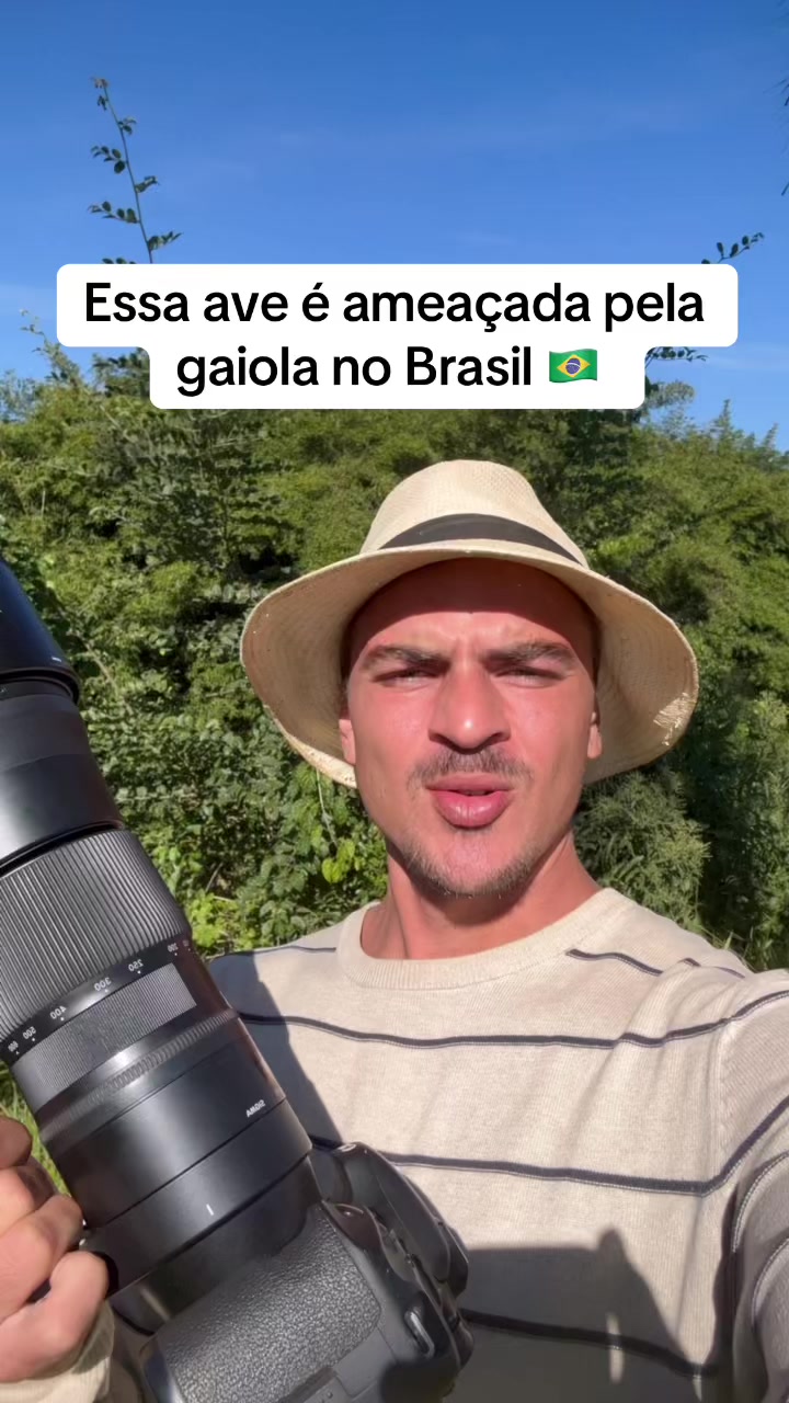 @Vinícius Köhn Pássaros