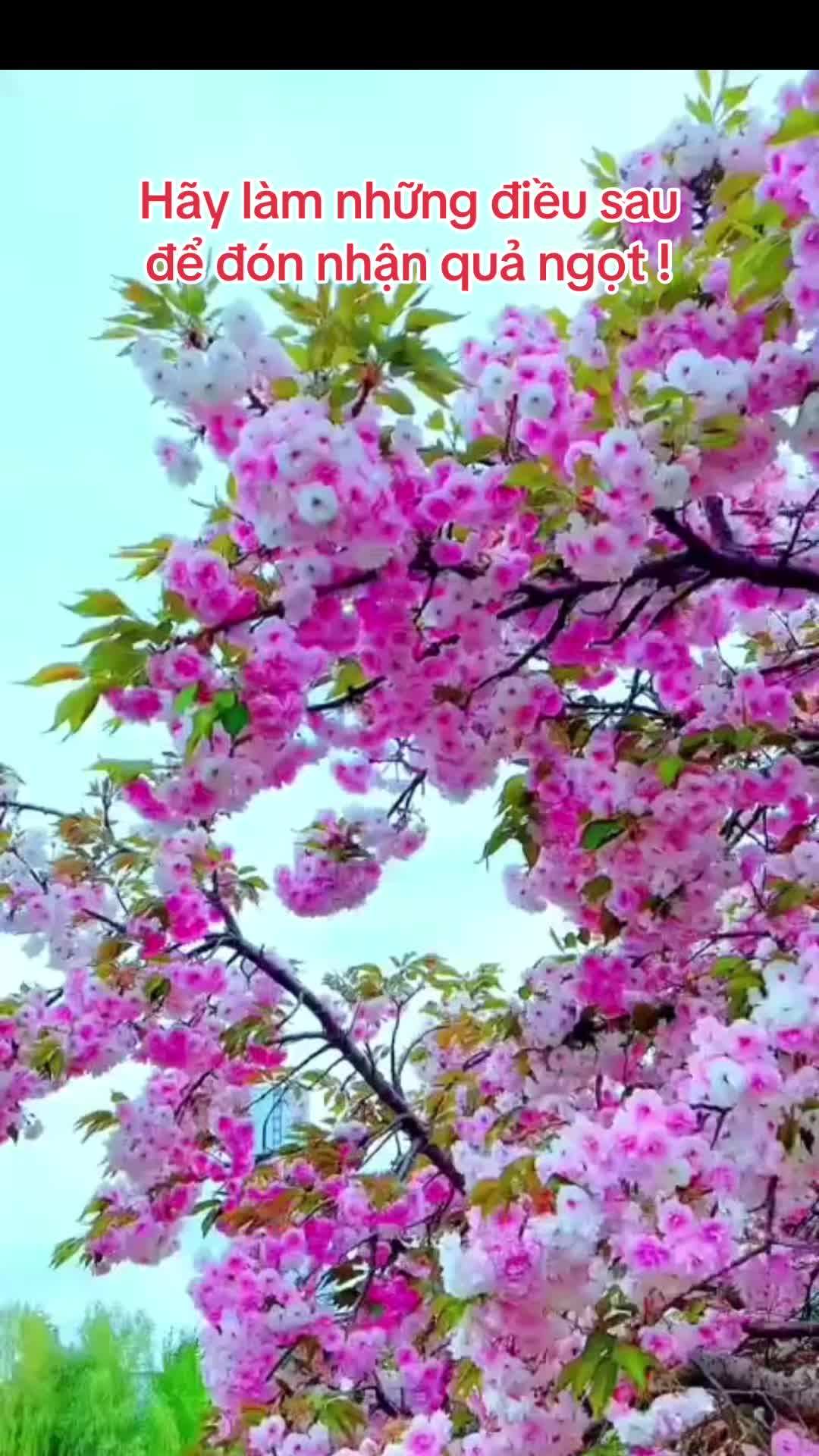 @Hoa Hướng Dương 6768