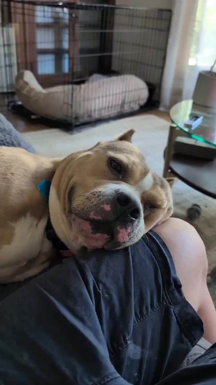 @Oakland Animal Services