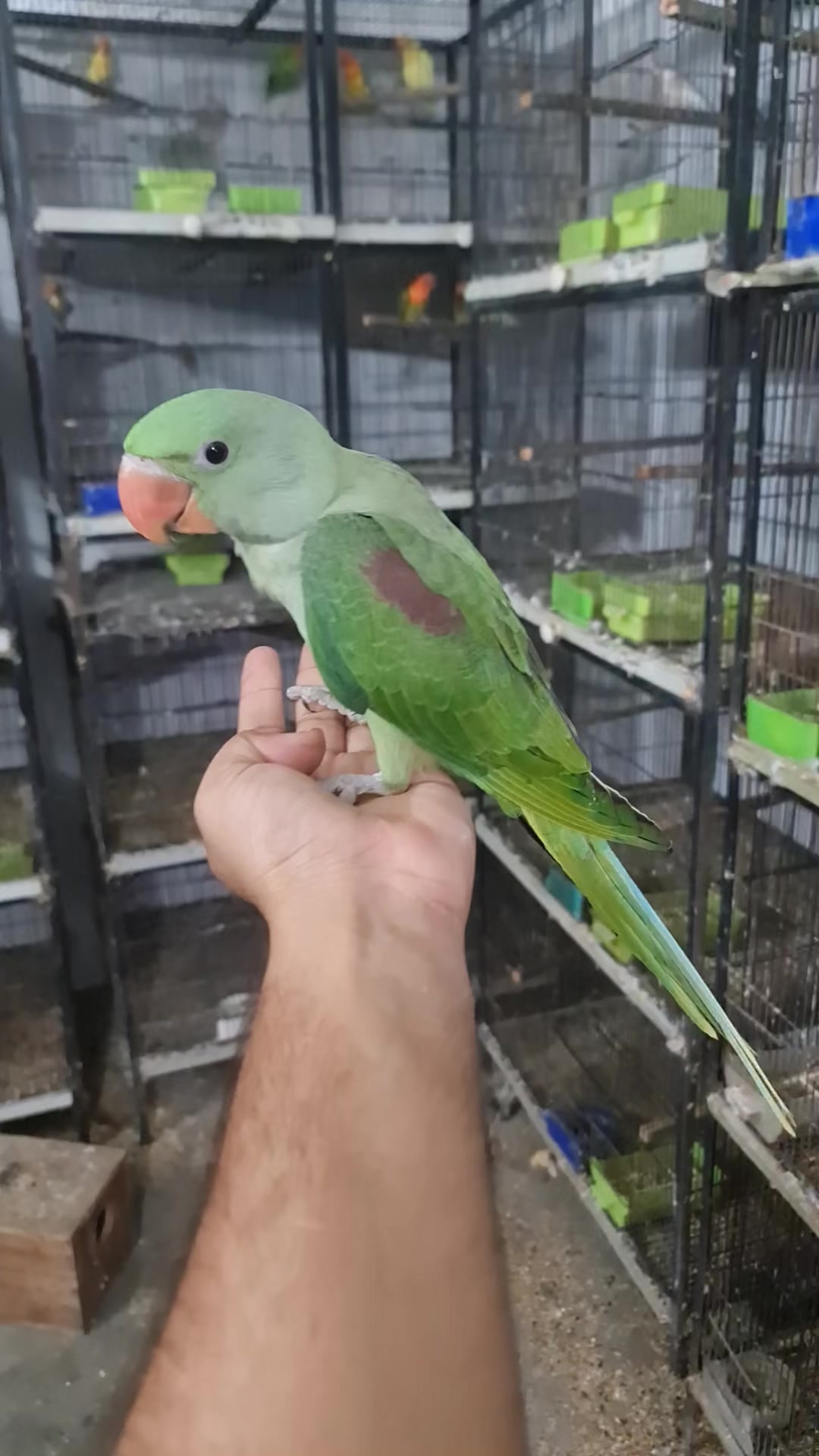 @ROYAL BIRD US