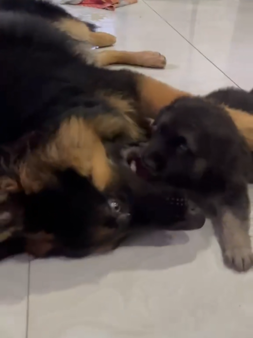 @Rover & Murphy & Bruno ❤️