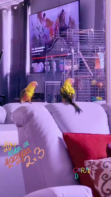 @Mango 🦜La cotorra solar