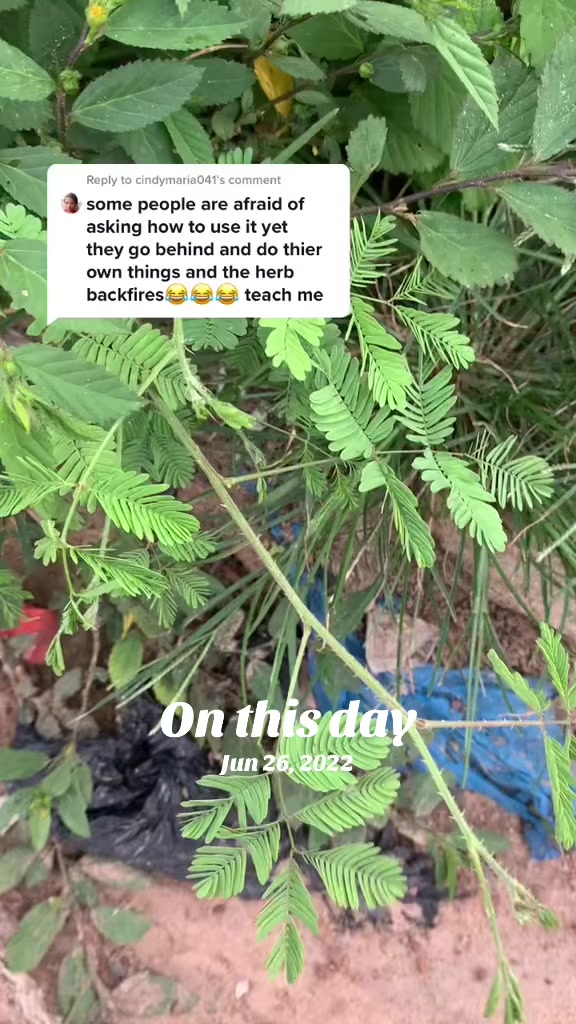 @Herbs And Mystics