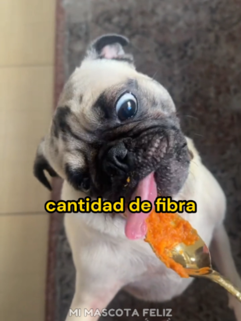 @Mi Mascota Feliz