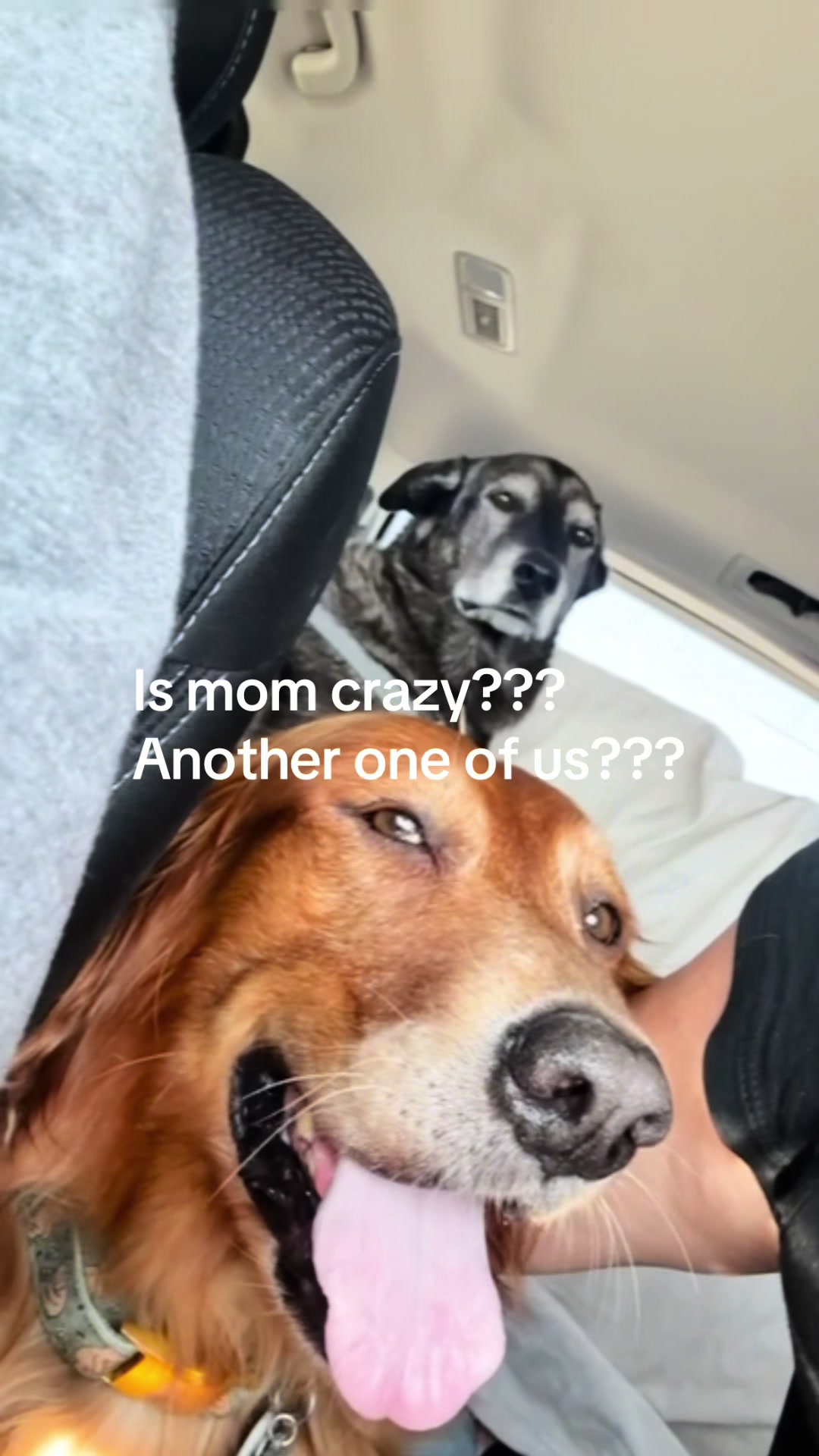 @2goldensandacat