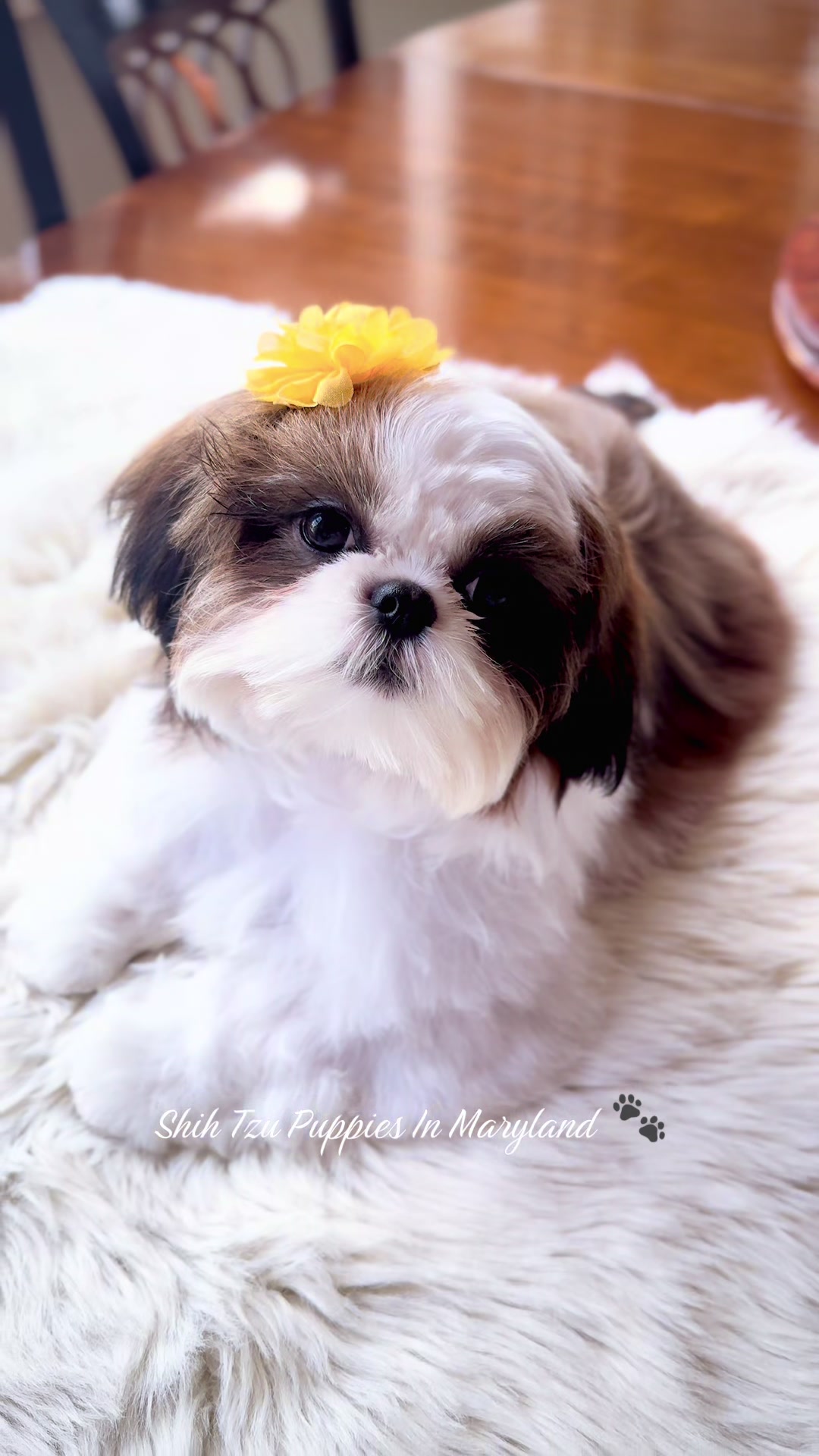 @Shih Tzu Puppies in Maryland