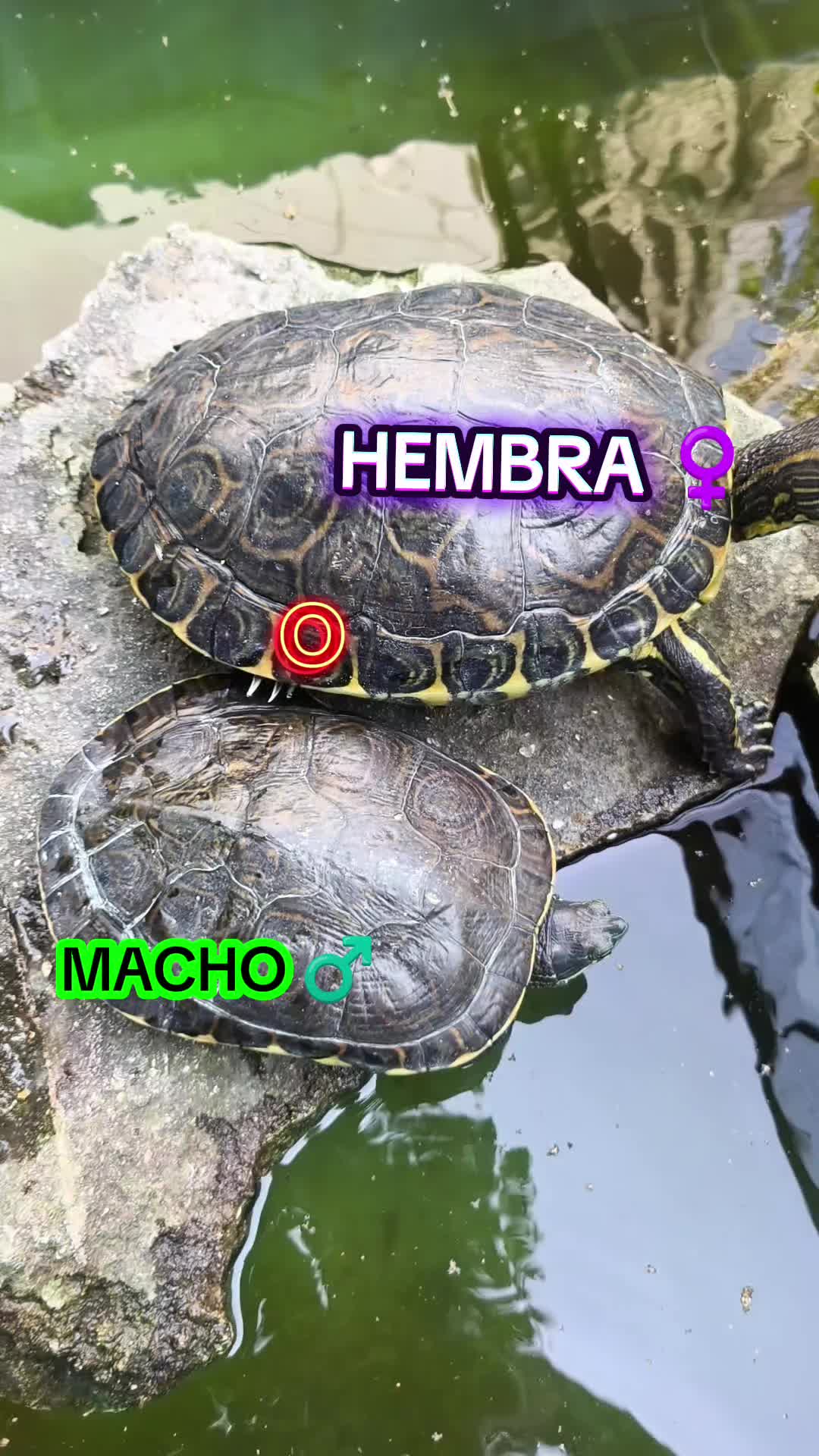 @DellGtz🐢🌺