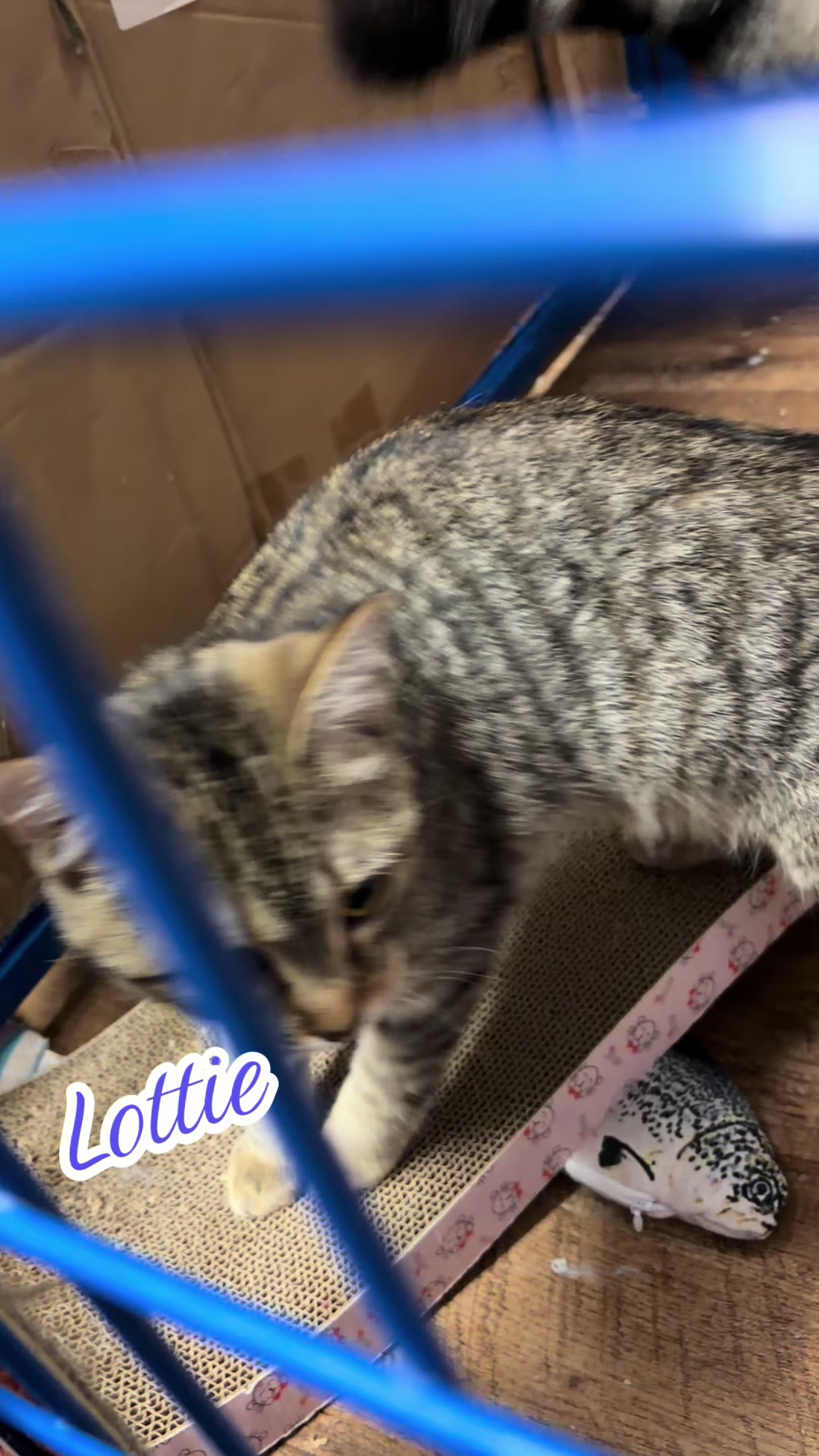 @Kovu&rsquo;s Kitties