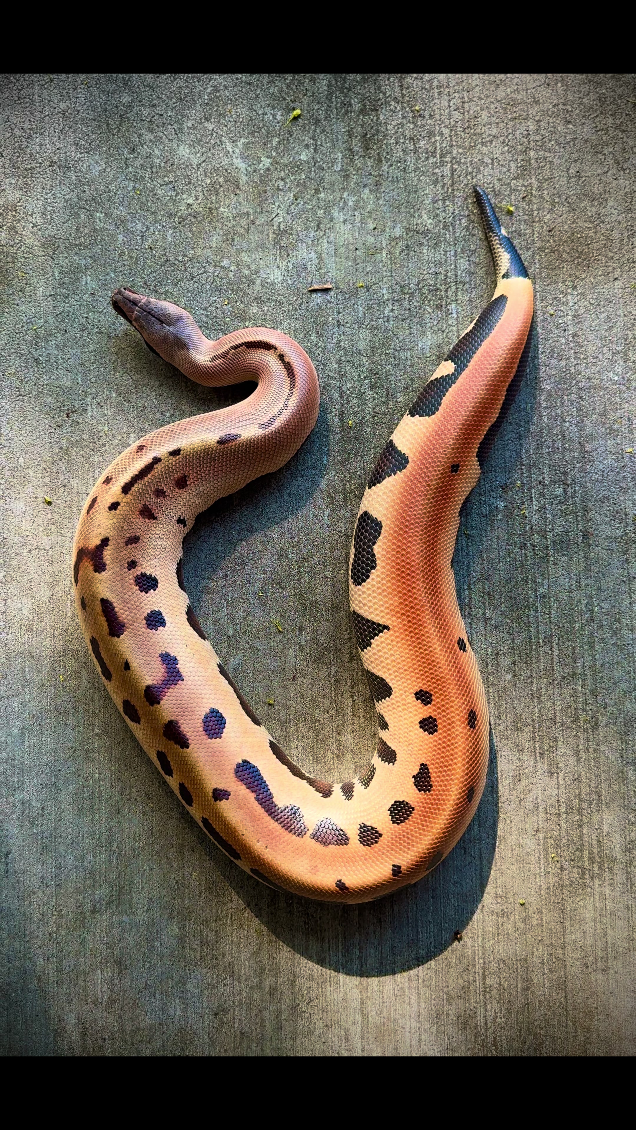 @Short-Tailed Pythons, LLC
