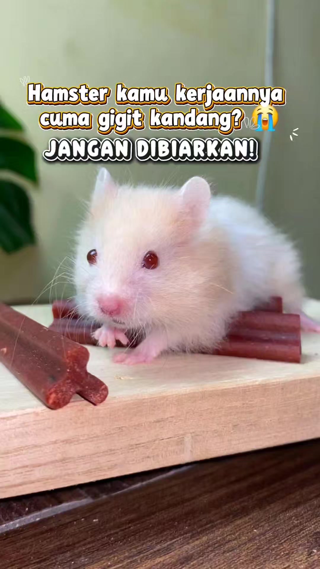 @TamaGo Pet