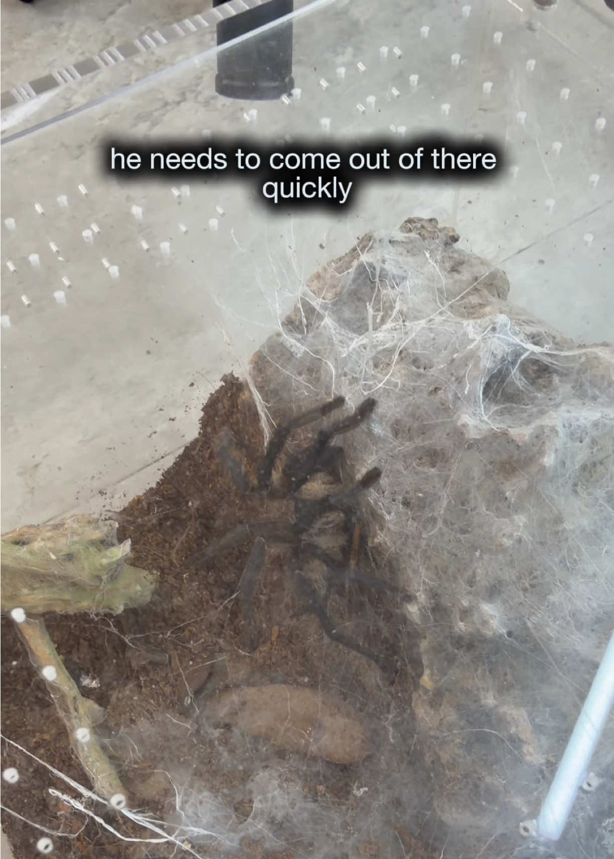 @Spider Conservatory