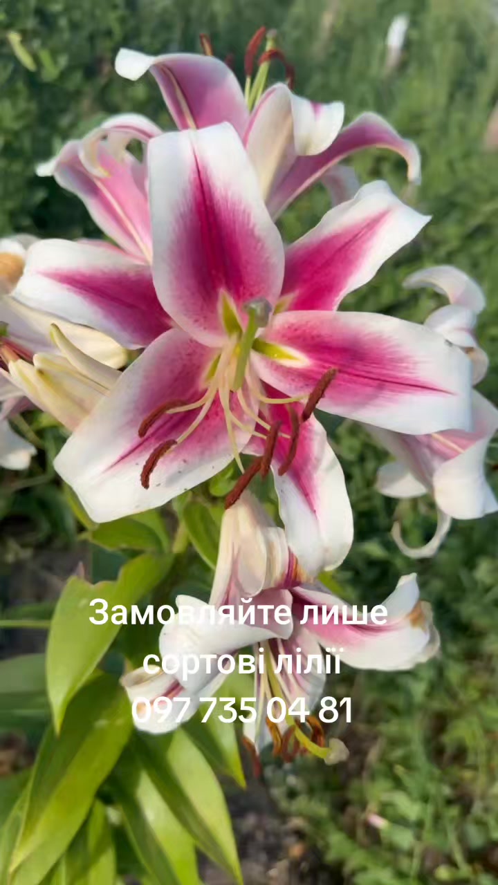 @maxflora0977350481