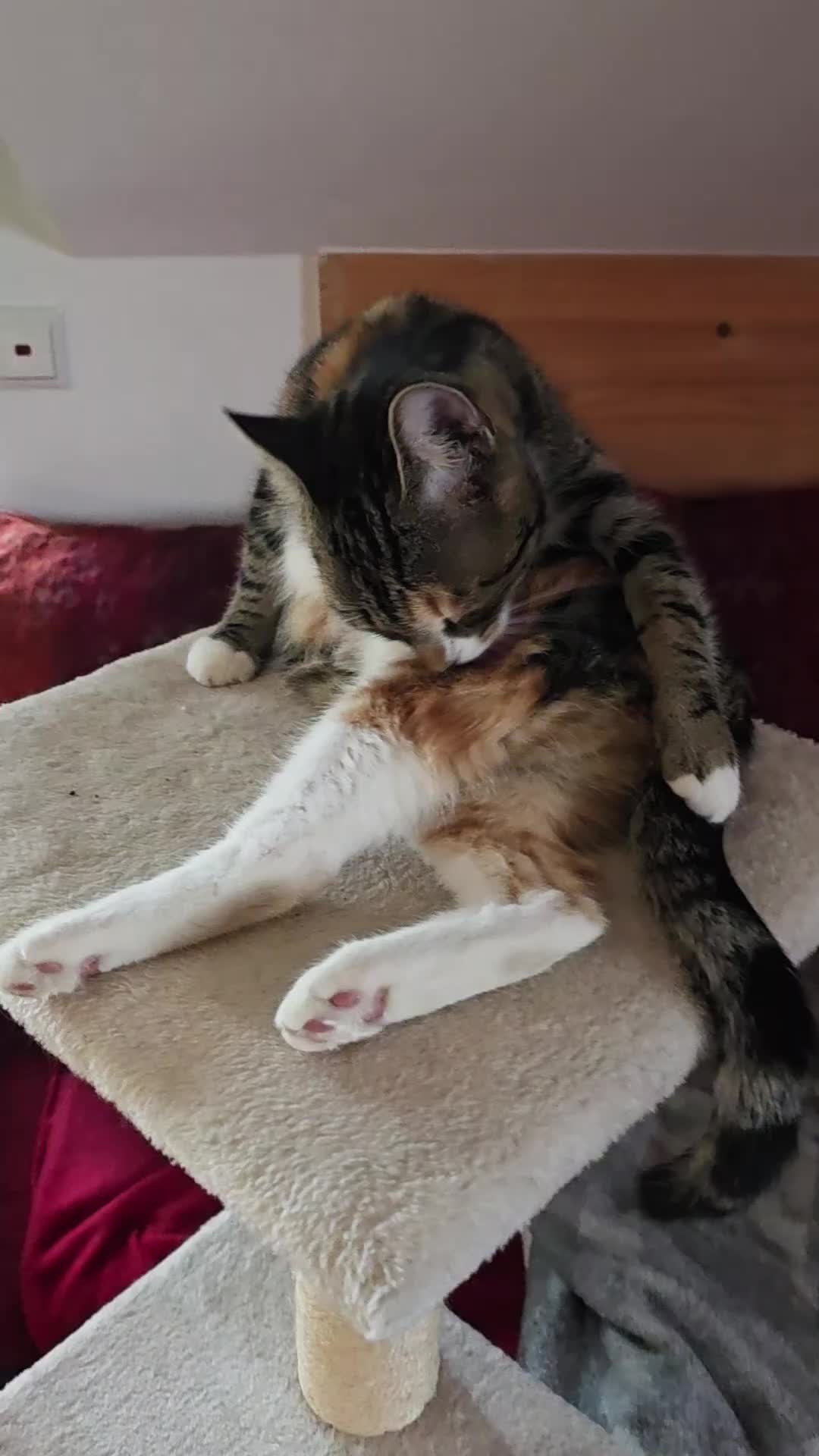 @diana🐱🐈🐈🐈
