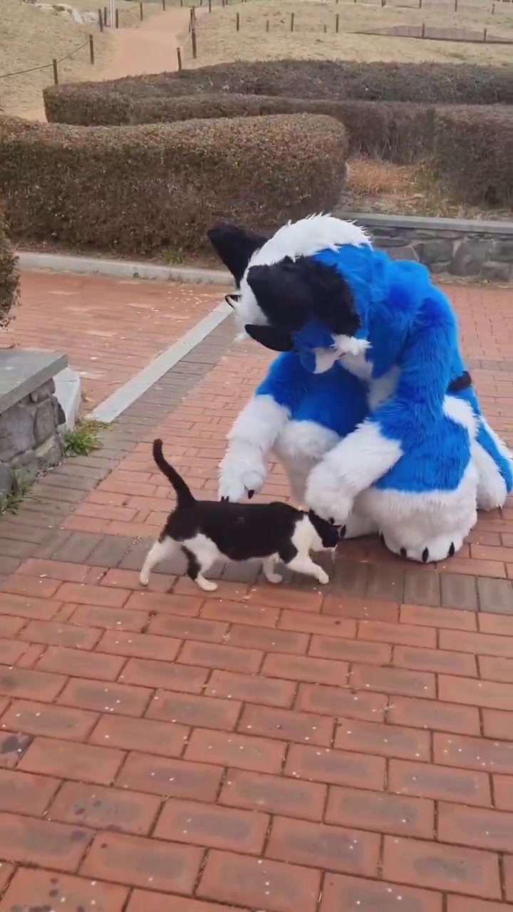 @radywolf