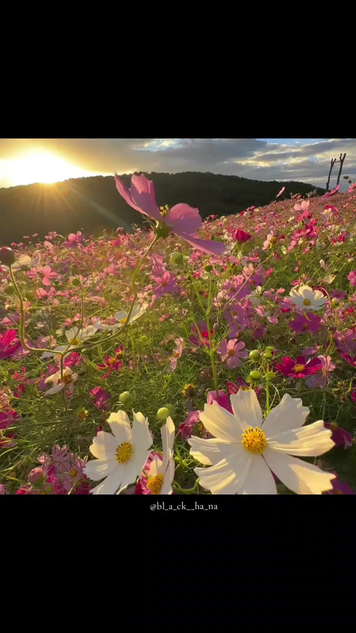 @Ha_Na🌻