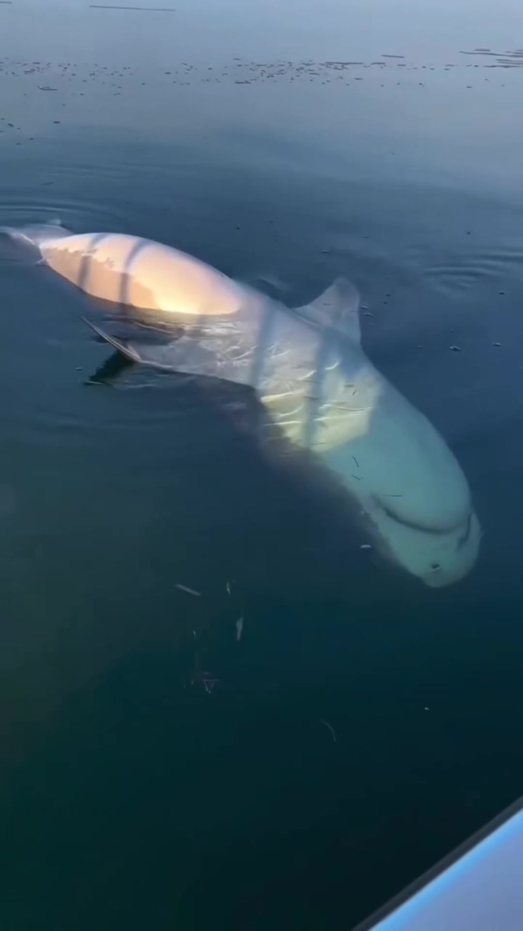 @FishTokDaily