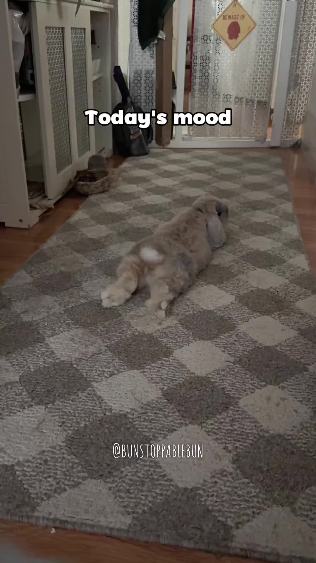 @BunBun, Mochi🌈, Chewy