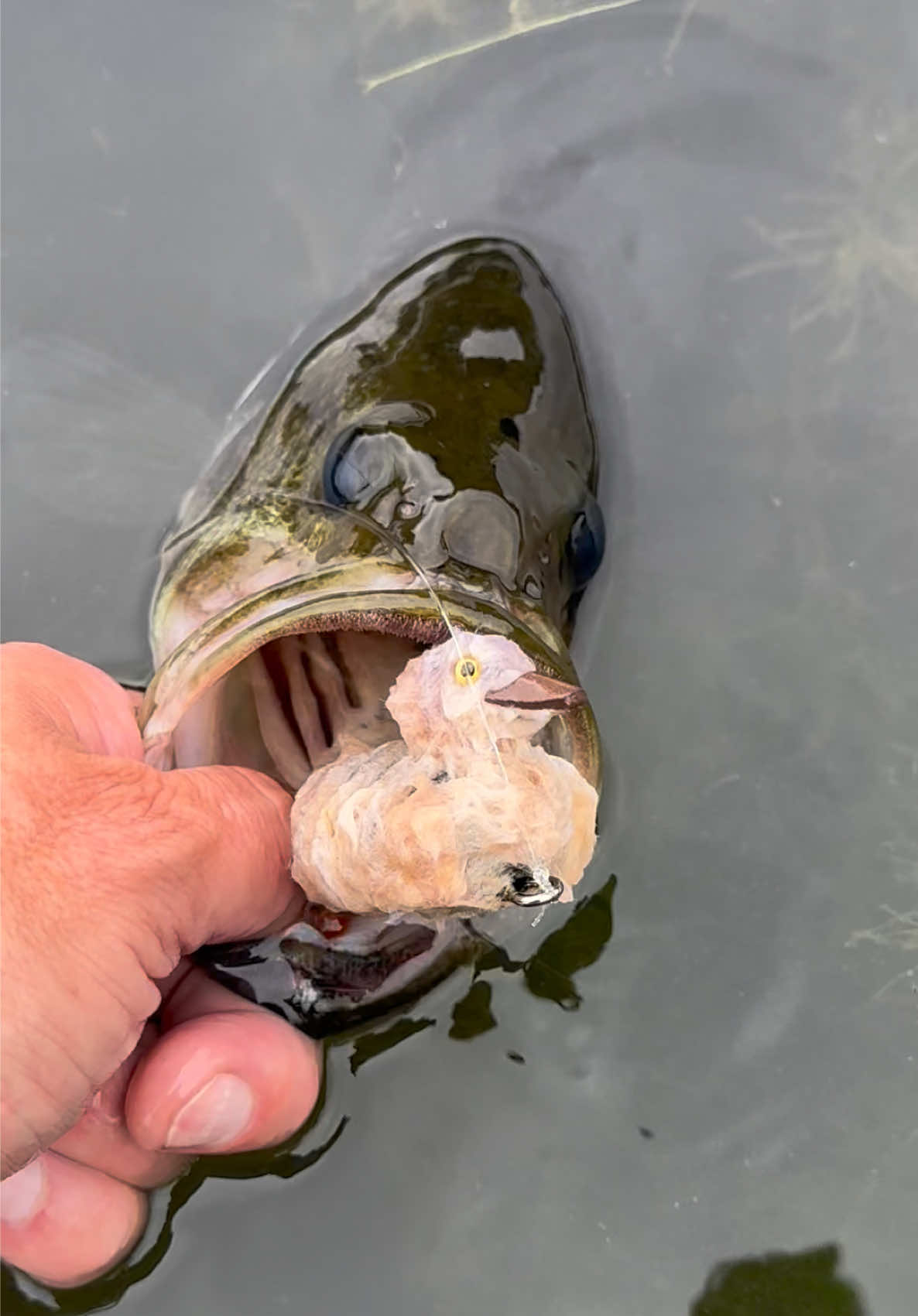 @FlyFishDelawhere
