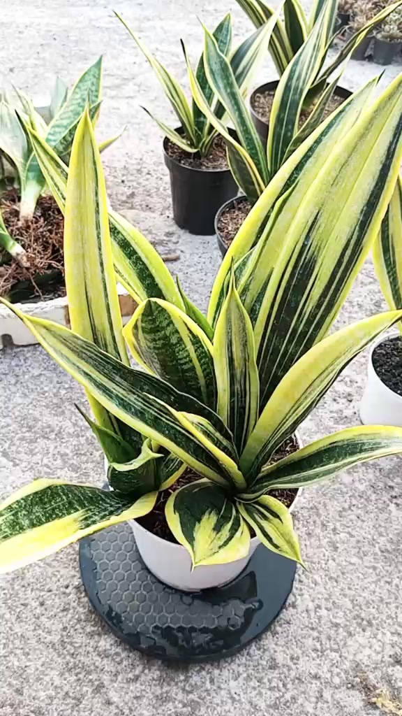 @clara flora.ind
