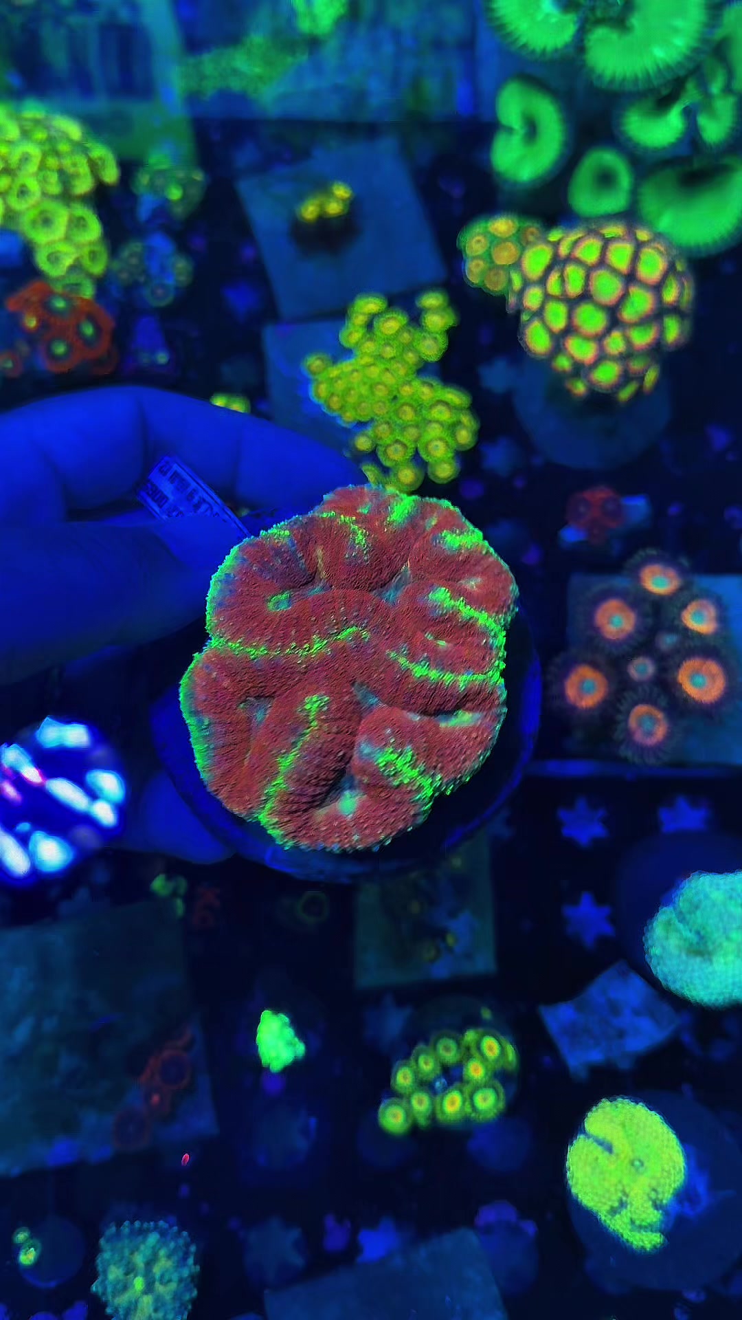 @Reeftogo