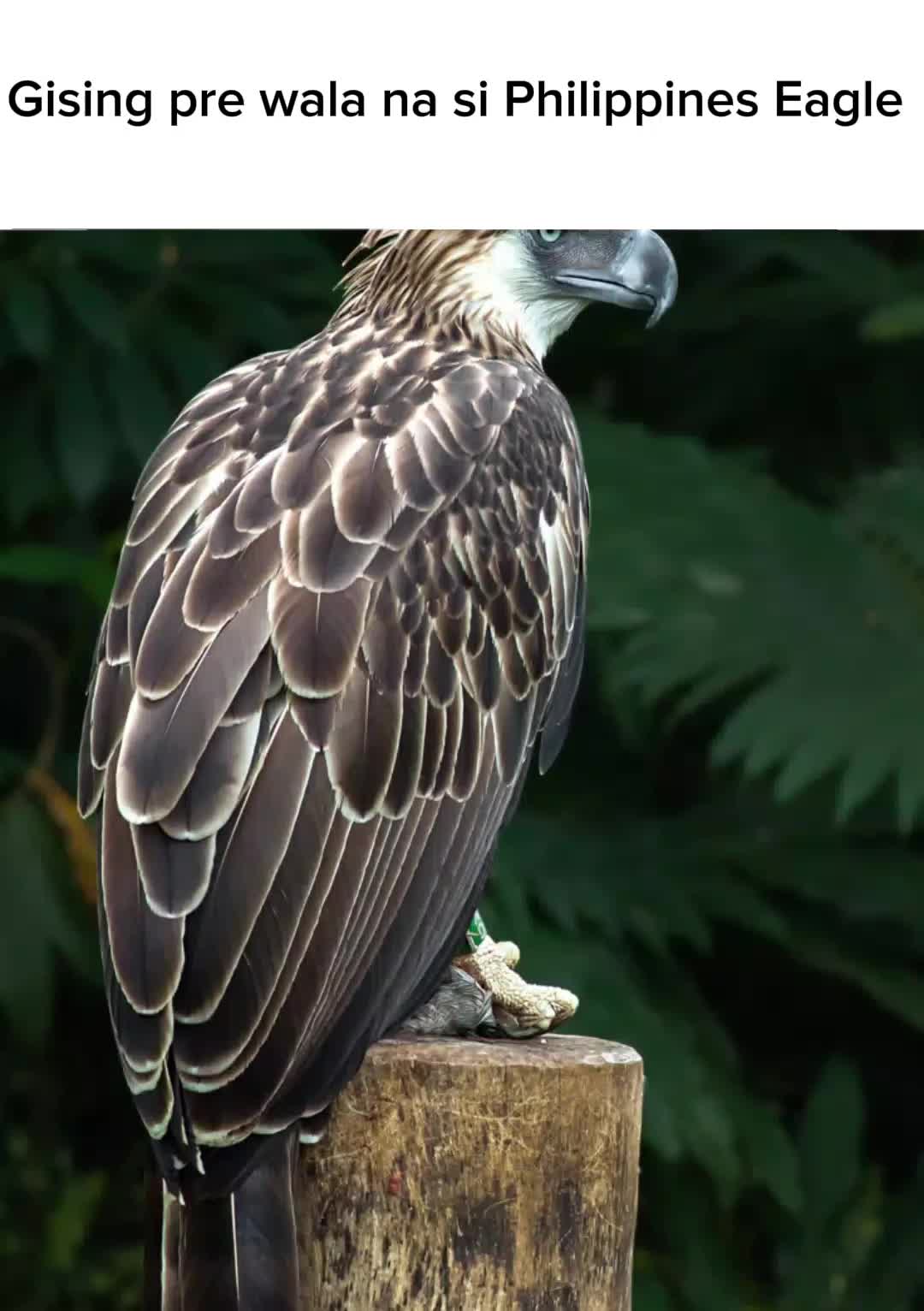 @izak_lol