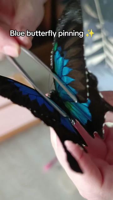 @TarantulaBox