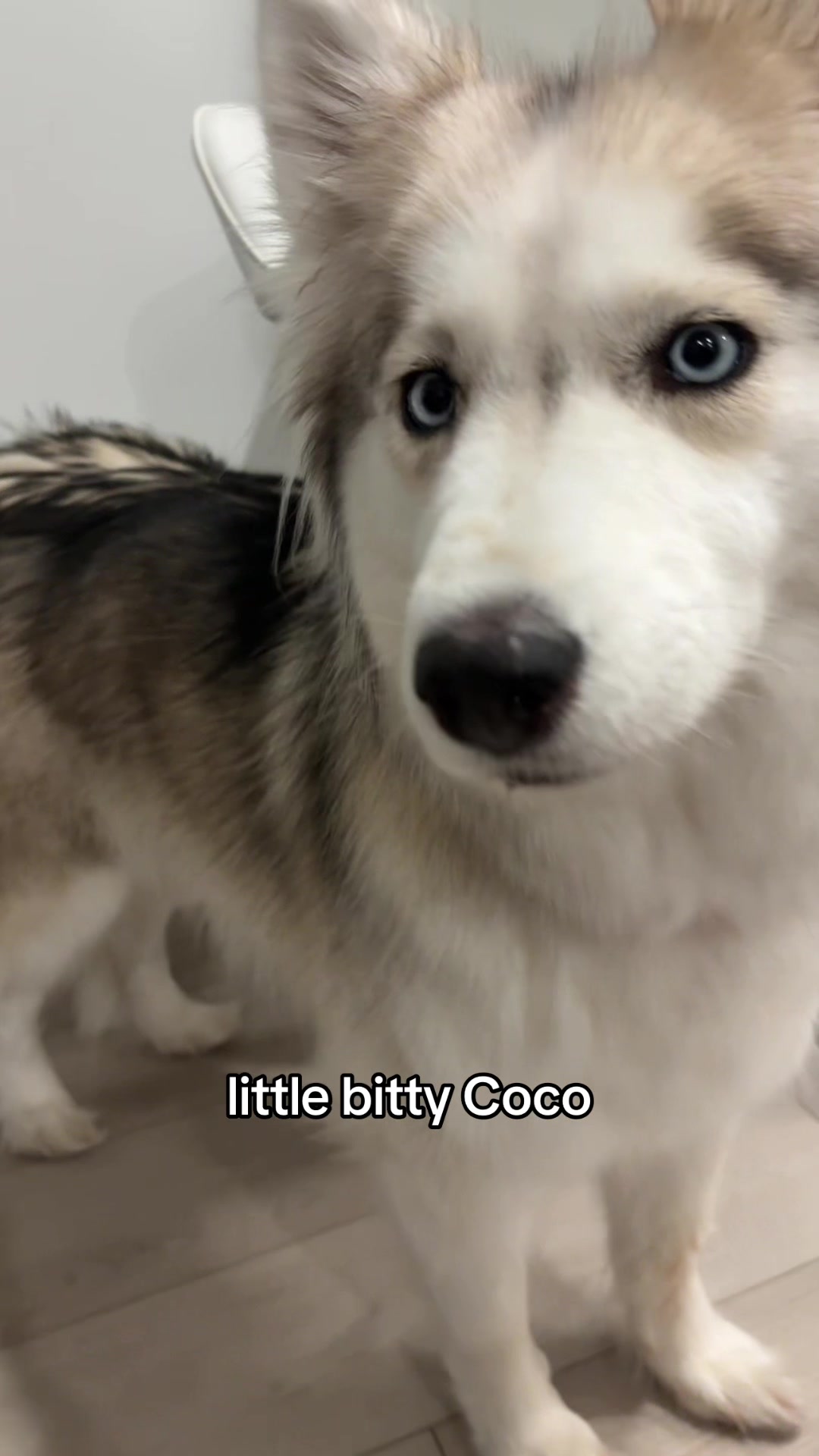 @lifewith2huskies