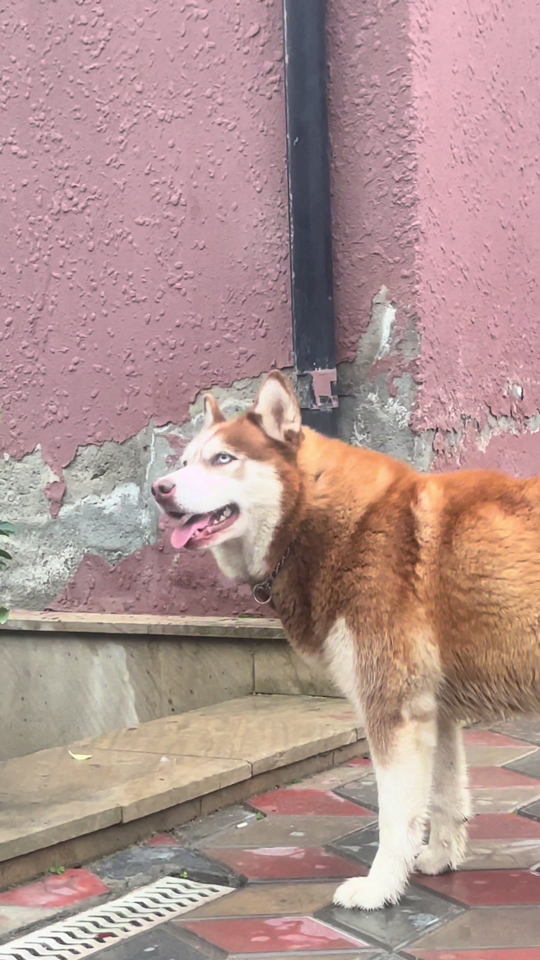 @lbella_Huskyy