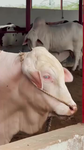@HUZAIFA ✨