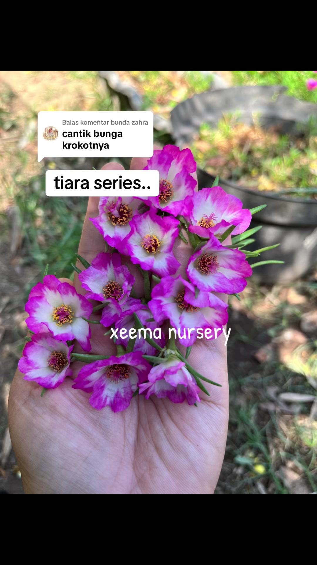 @Xeema_Nursery