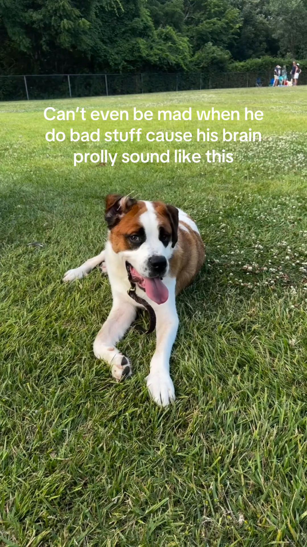 @E 🐝📚🐈🐾