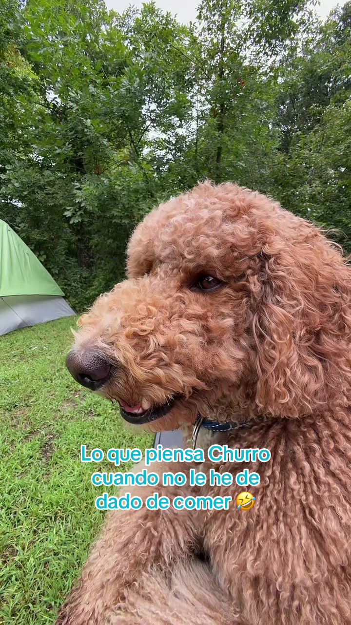 @Reyna y Churro 🐶😍
