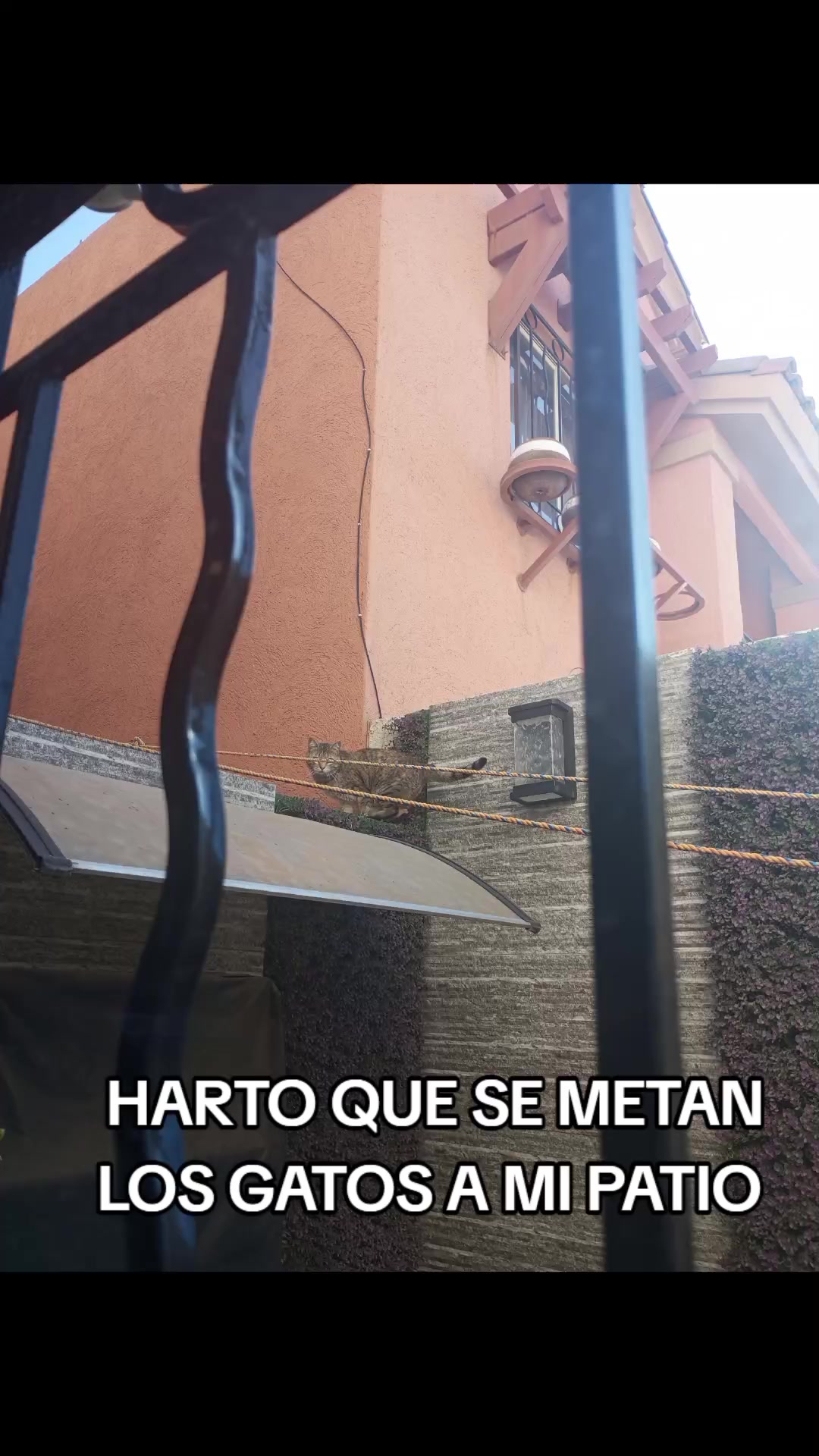 @leito