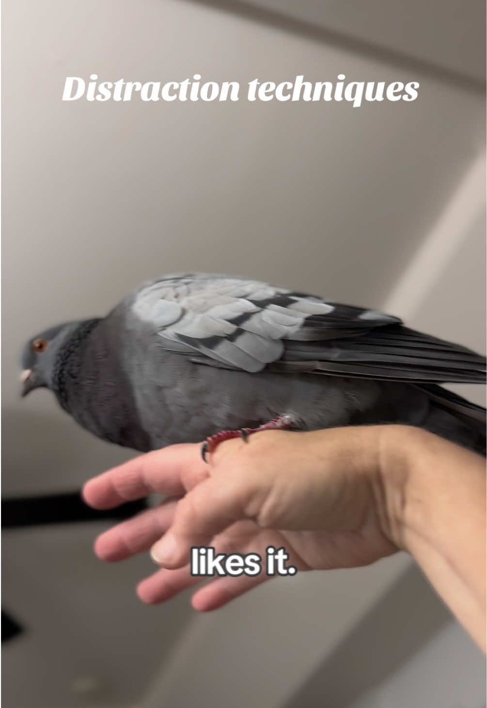 @Beebee The Pigeon