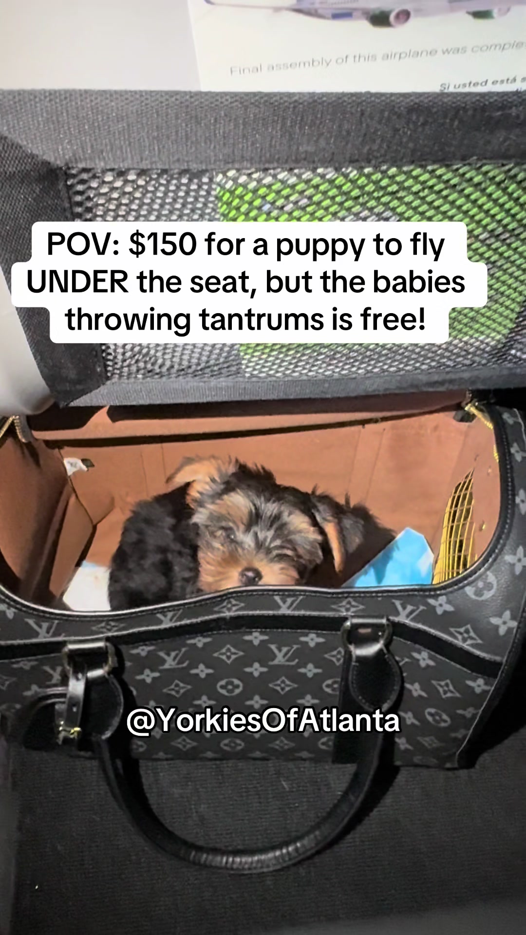 @Yorkies Of Atlanta