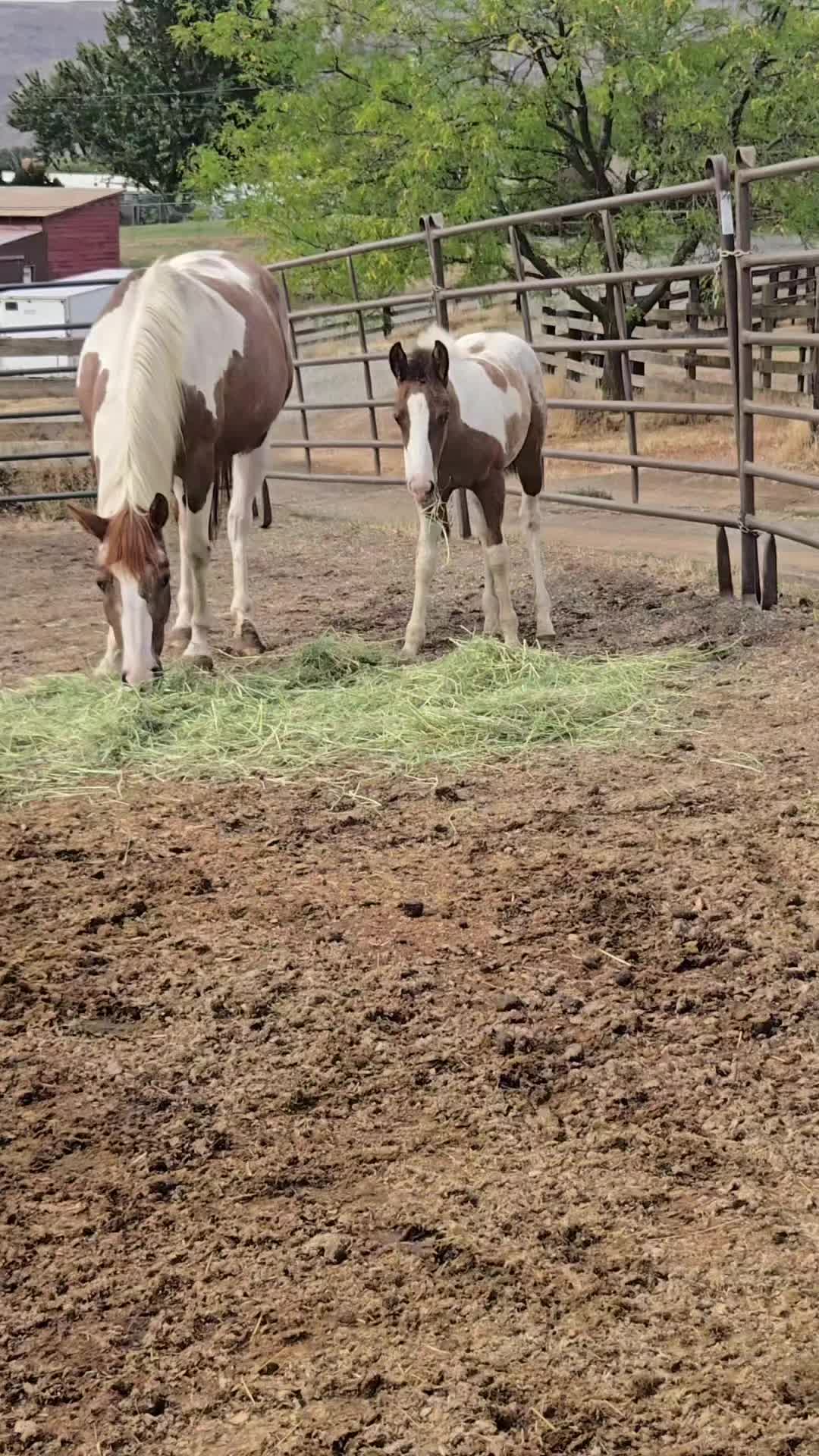 @Cowgirl Tuff Colt Training ❤️