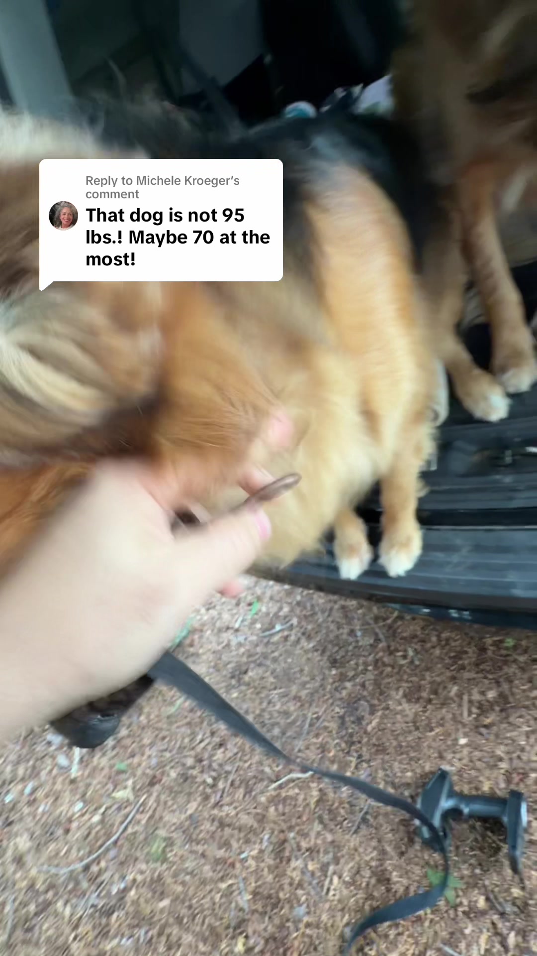@lifewithgoldenshepherds