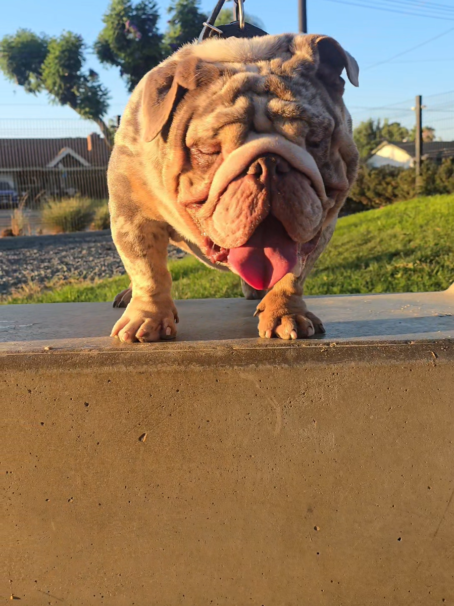 @TDHBULLDOGS