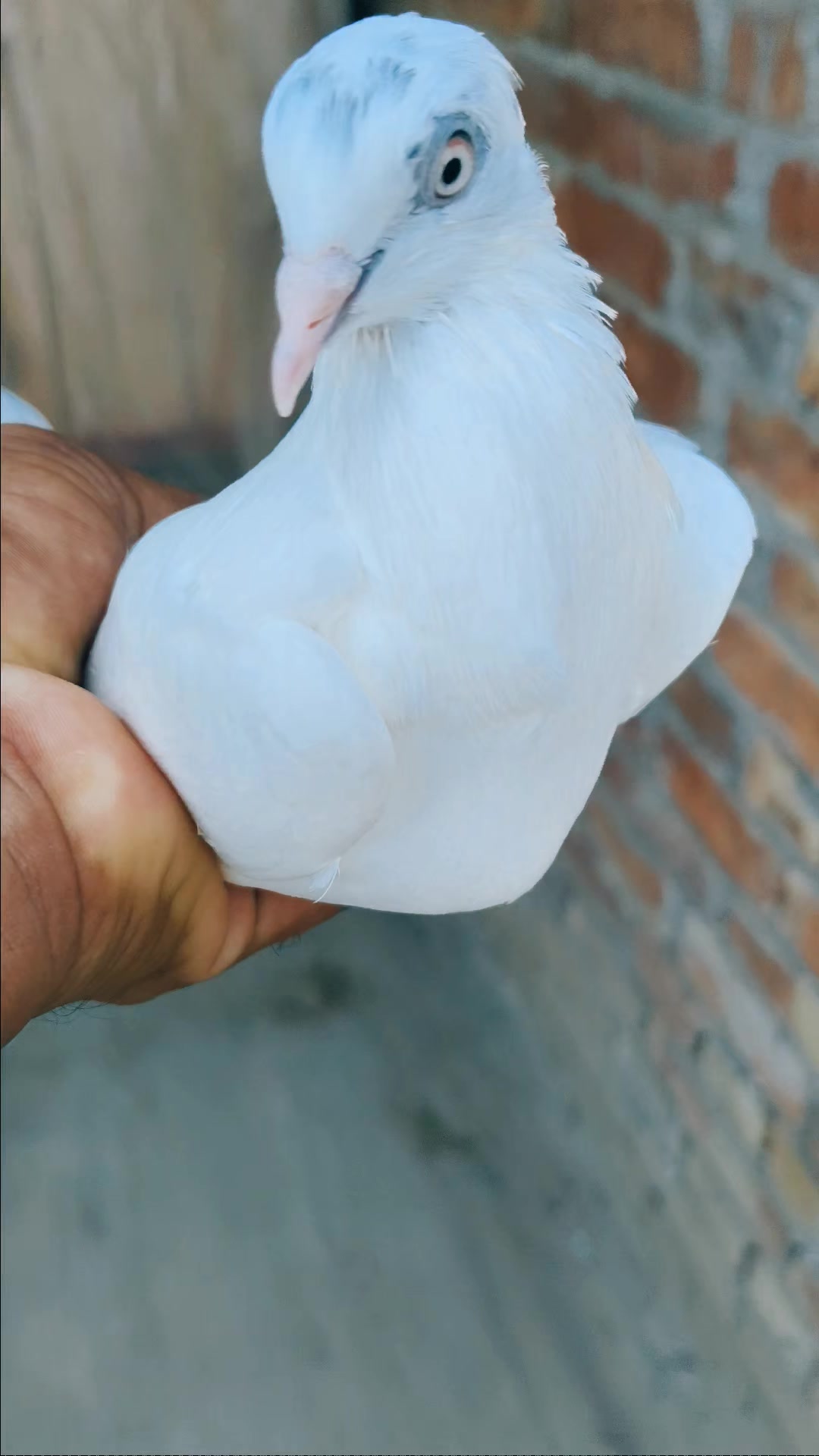 @user362059