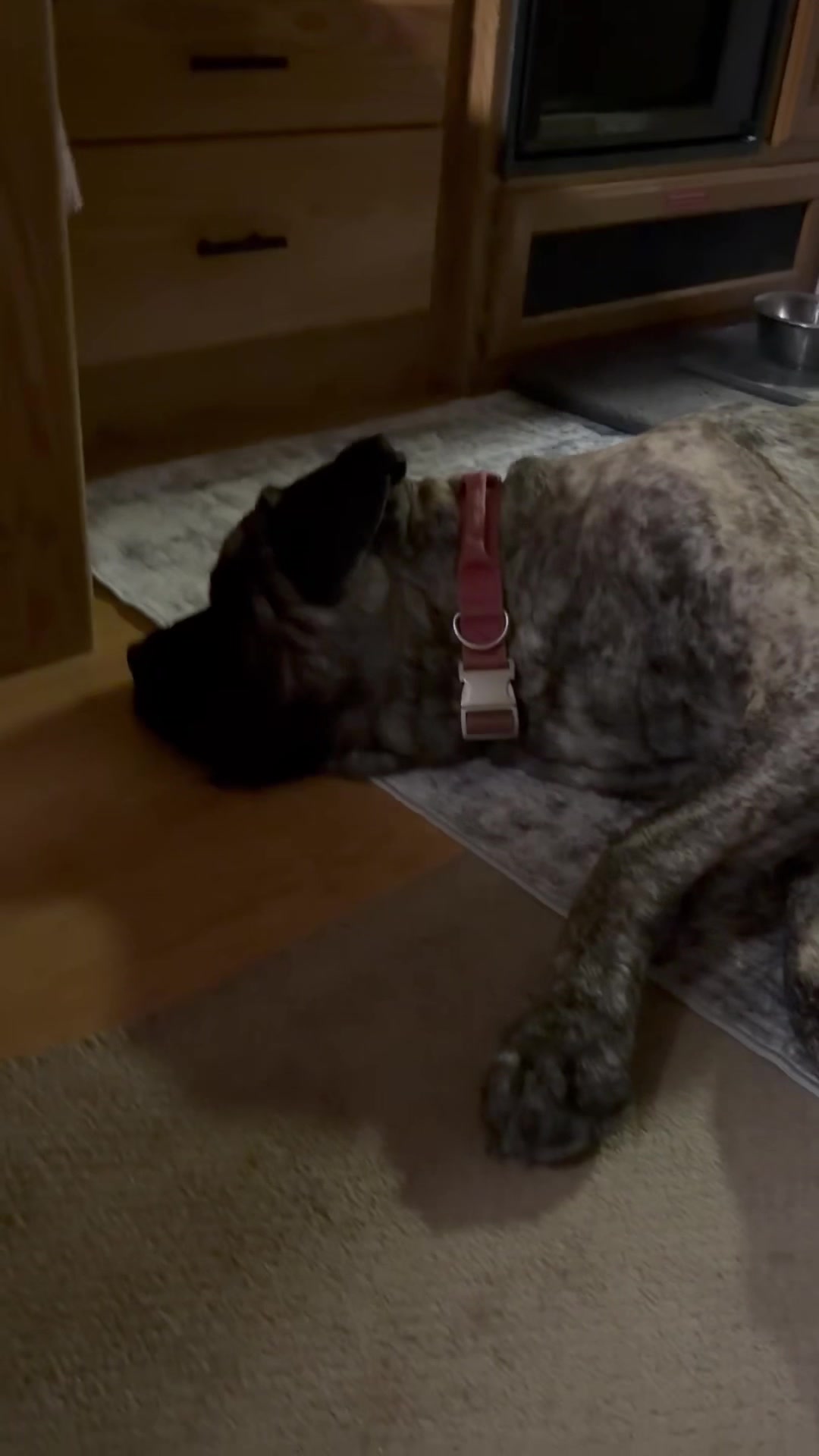 @BrindleBearTheMastiff
